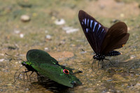 Chilasa slateri slateri-2162 Chiang Dao 11/03/23