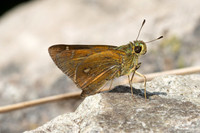 Polytremis eltola-4825- Doi Inthanon - 25/03/25