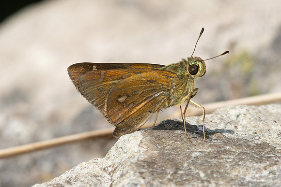 Polytremis eltola-4825- Doi Inthanon - 25/03/25
