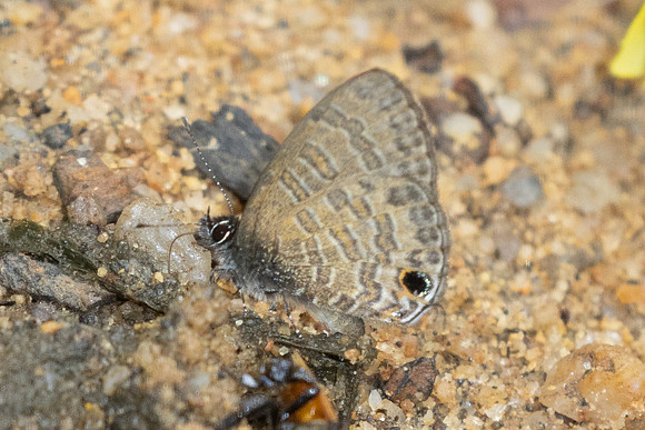 Prosotas nora-0393