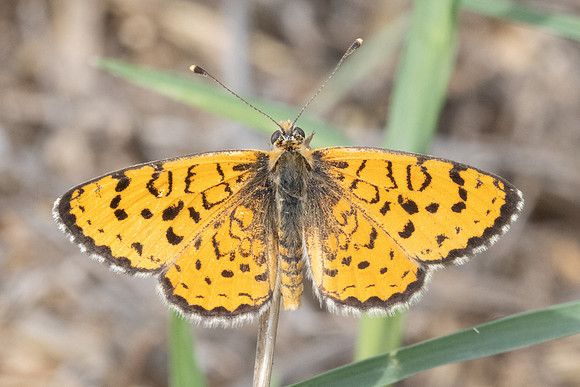 Melitaea trivia-1348 - Pergé Antalya - 18/09/24