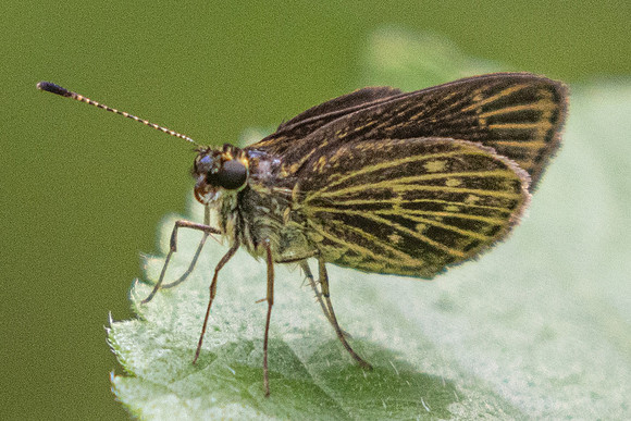 Callimormus interpunctata-9736