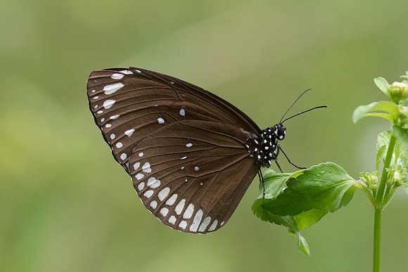 Euploea core graminifera-6605 - Railay -25/11/23