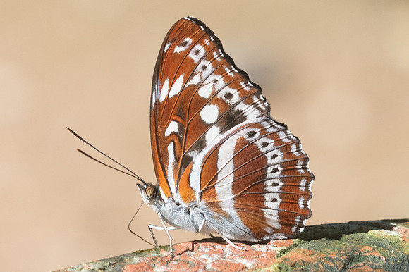 Limenitis asura asura-2980 - Chiang Dao -