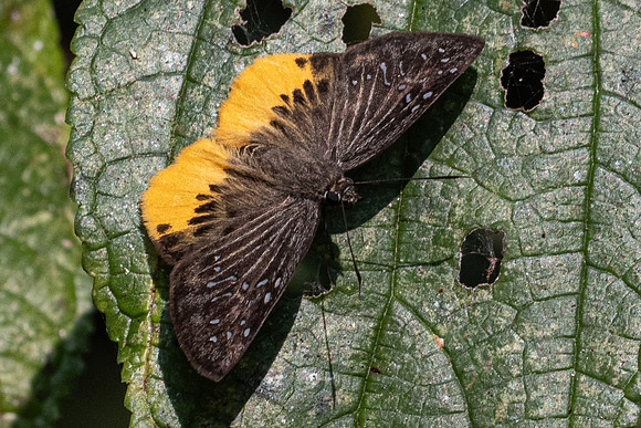 Mooreana trichoneura pralaya-1279 - Chiang Dao - 17/03/24
