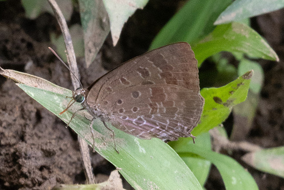 Arhopala -2283