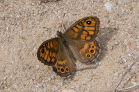 Lassiomata megera ♂-9712
