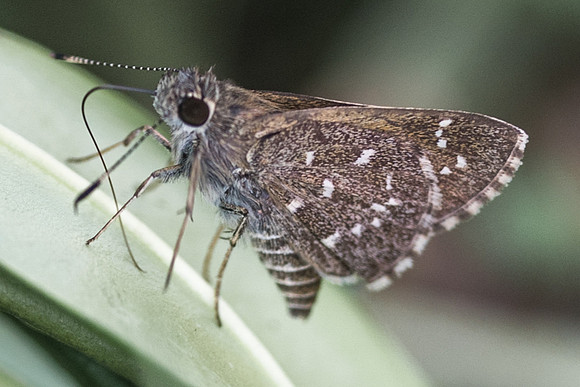 Amblyscirtes tolteca prenda-5864