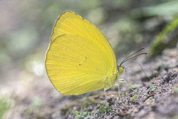 Eurema dina-7