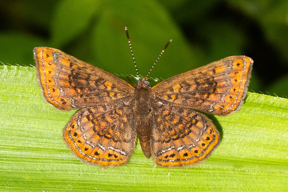 Calephelis laverna id--5086