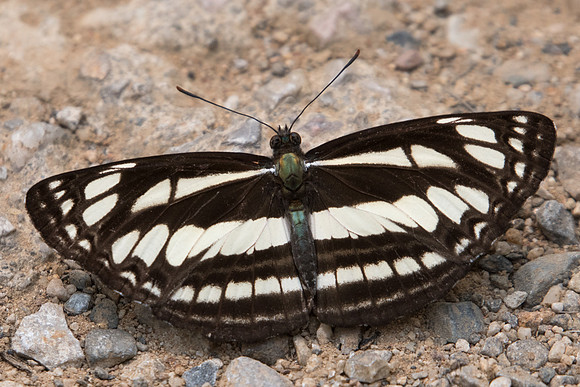Neptis soma--2073 - Chiang Dao - 11/03/23