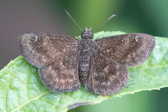 Staphylus hayhurstii-0742