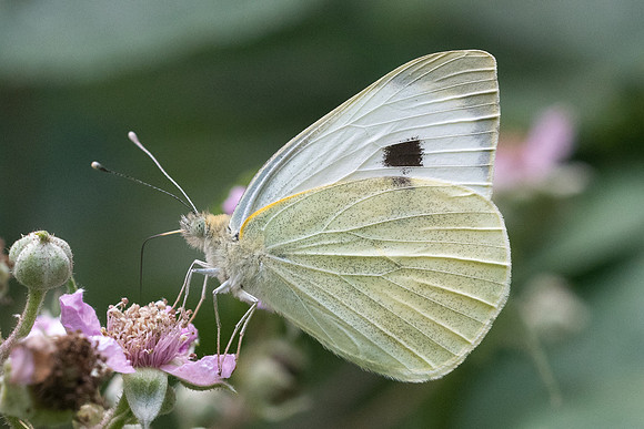 Pieris brassicae 4134 - Croissy-beaubourg -  3/07/22