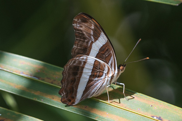 Adelpha fessonia-5959