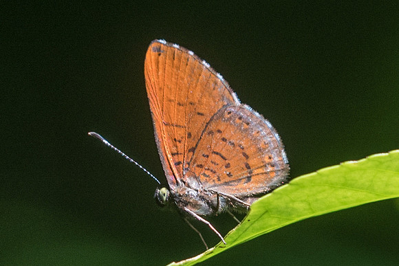 Detritivora barnesi-3166