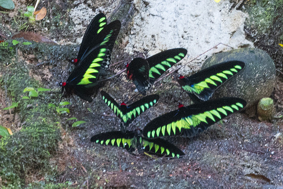Trogonoptera brookiana-9937