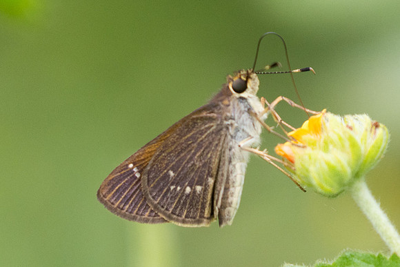 Vehilius stictomenes -3187