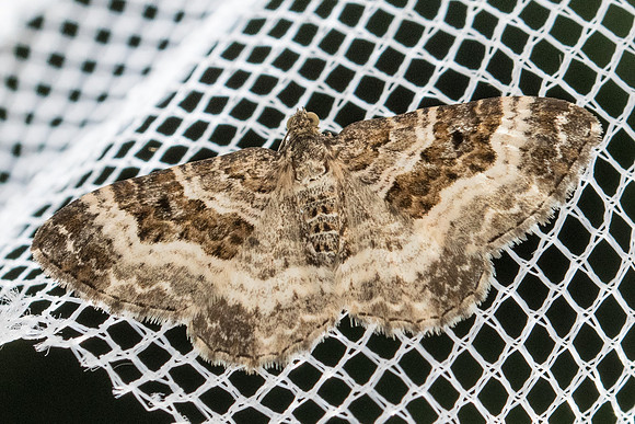 Epirrhoe alternata - 9784 -