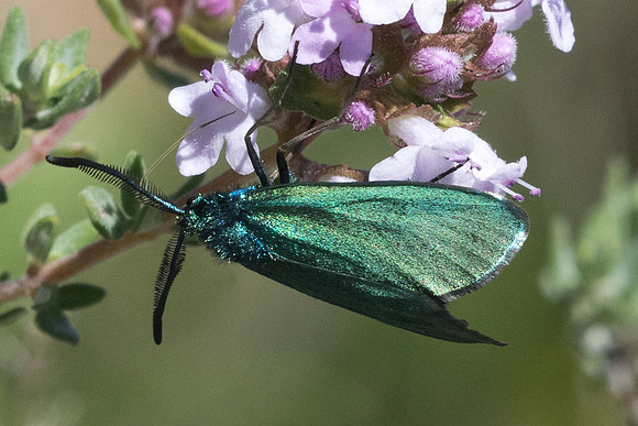 Adscita sp-8578 - Cipières
