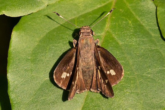 Vacerra sp-0836