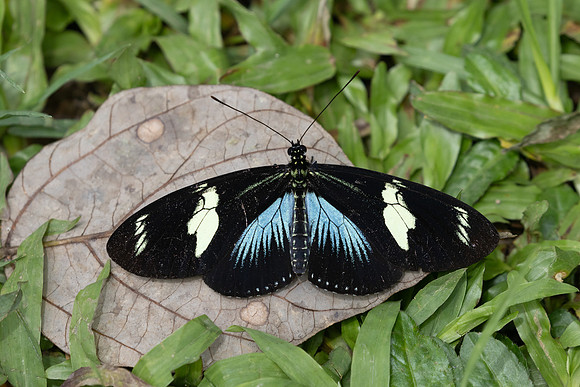 Heliconius doris-5937