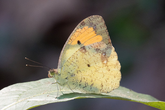 Ixias pyrene yunnanensis-2653 - Chiang Dao - 18/03/24