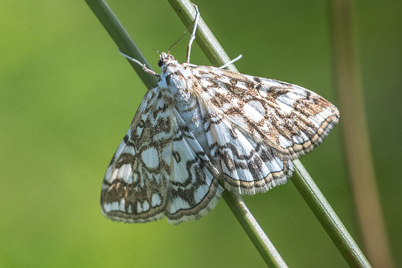 Elophila nymphaeata L-2310