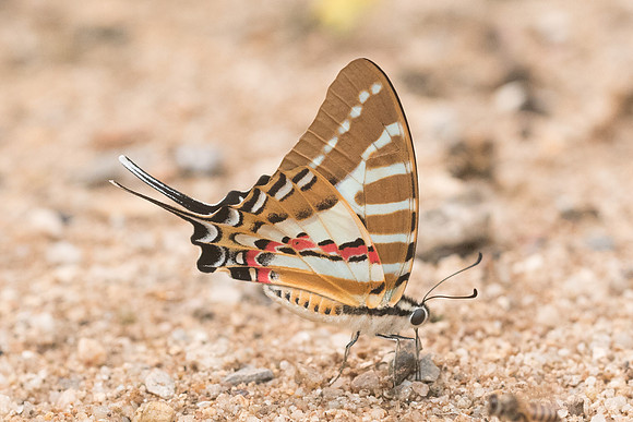 Graphium nomius swinhoei-5284- Chiang Dao - 12/03/23
