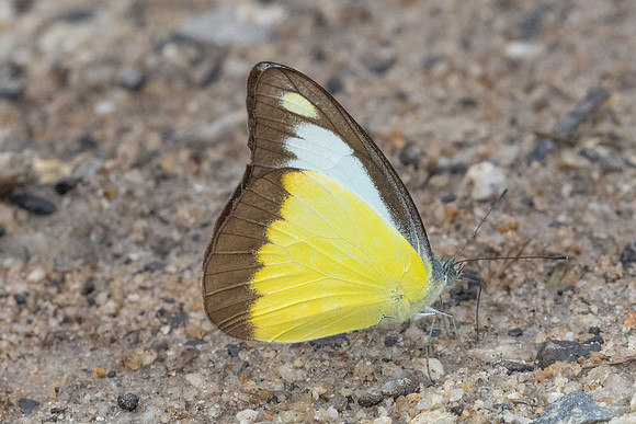 Appias lyncida-8279