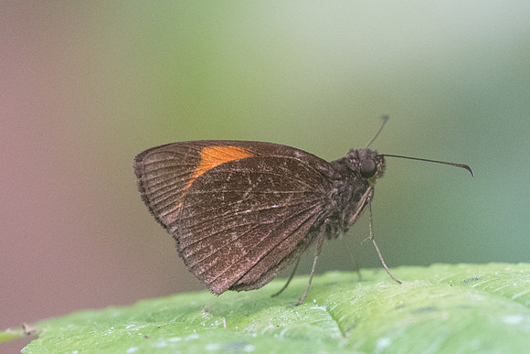 Ancistroides gemmifer gemmifer-5828 - Chiang Dao - 12/03/23