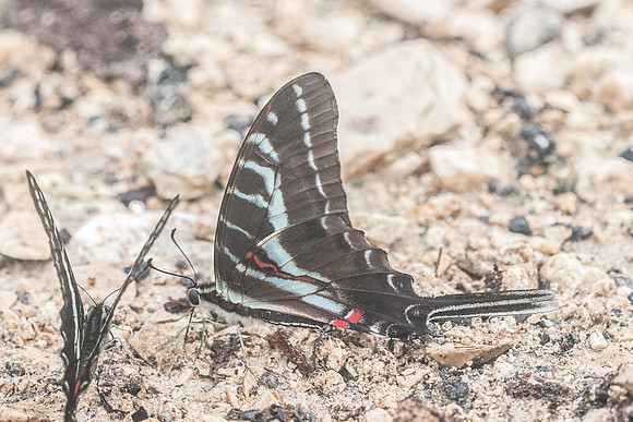Protographium philolaus-2751