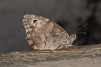 Hipparchia fatua-1489 - Antalya, Goynuk canyon - 19/09/24