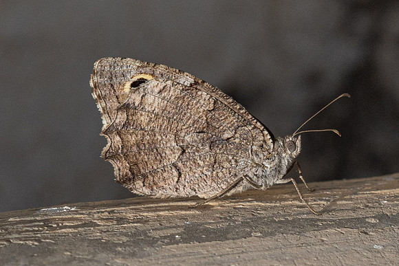 Hipparchia fatua-1489 - Antalya, Goynuk canyon - 19/09/24