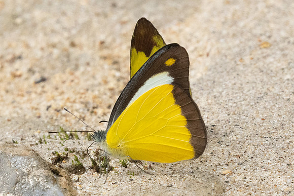 Appias lyncida-8577