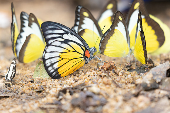 Prioneris philonome-0443