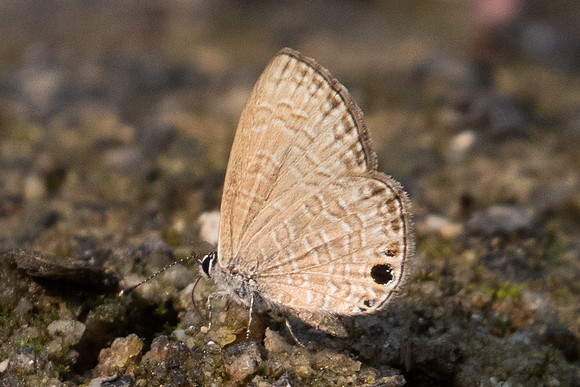 Prosotas dubiosa id--2186- Doi-Suthep - 8/03/23