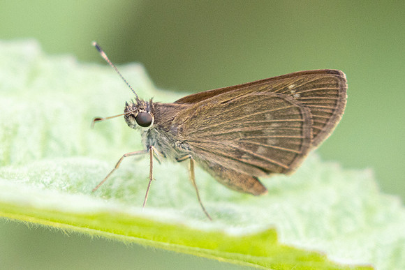 Cymaenes tripunctus-0753