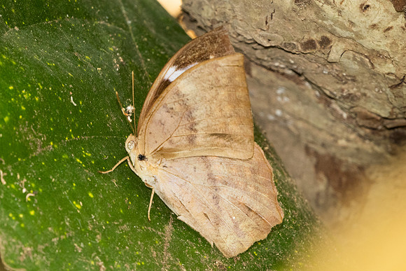 Discophora sondaica-1229 - Chiang Dao - 17/03/25