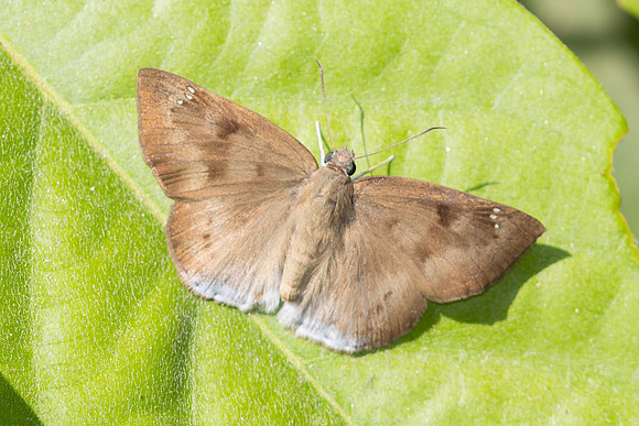Tagiades japetus-4752
