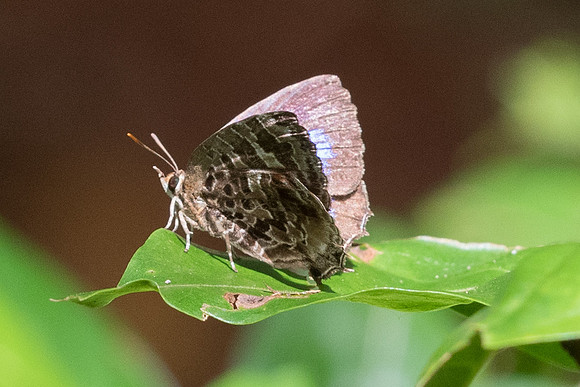 Flos abseus ophiala-7307 - Khao Phanom Bencha National Park - 28/11/23