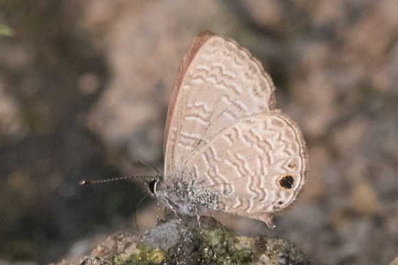 Prosotas dubiosa lumpura-6187- Doi-Suthep - 14/03/23