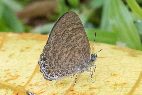 Poritia philota-6870  - Khao Phanom Bencha National Park - 27/11/2023