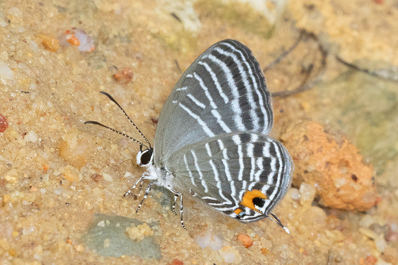 Jamides malaccanus-9821
