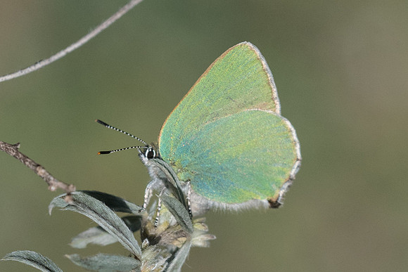 Callophrys rubi-7383