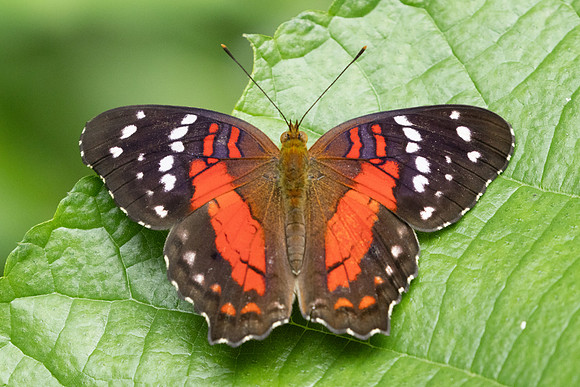 Anartia amathea-9926