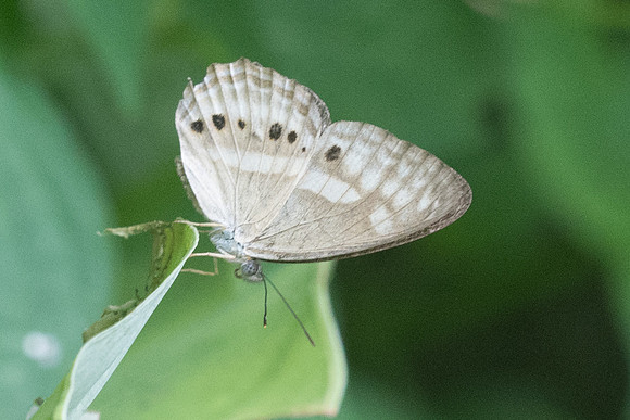 Algia fasciata fasciata-1625  - Koh Samui - 18/03/23