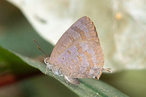 Arhopala sp-4964