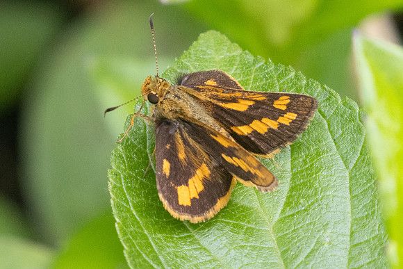 Potanthus omaha-8658