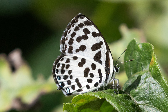 Castalius rosimon-9369