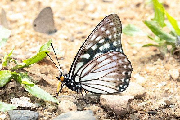 Hestina persimilis persimilis-2341 - Chiang Dao - 18/03/24